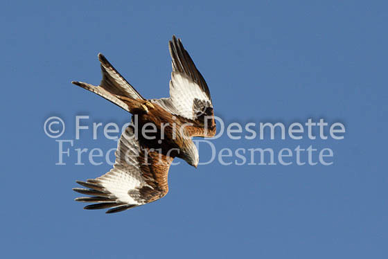Red kite 7 (Milvus milvus)