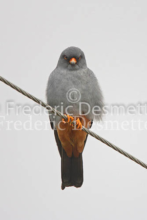 Red-footed falcon 7 (Falco vespertinus)