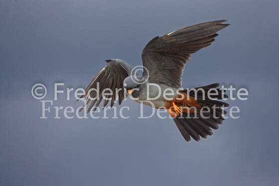 Red-footed falcon 1 (Falco vespertinus)