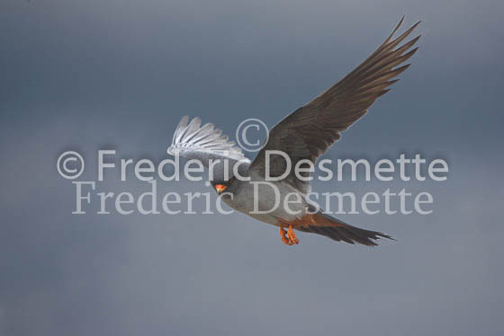 Red-footed falcon 2 (Falco vespertinus)