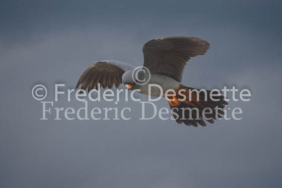Red-footed falcon 3 (Falco vespertinus)