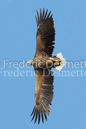 White-tailed eagle 10 (Haliaeetus albicilla)