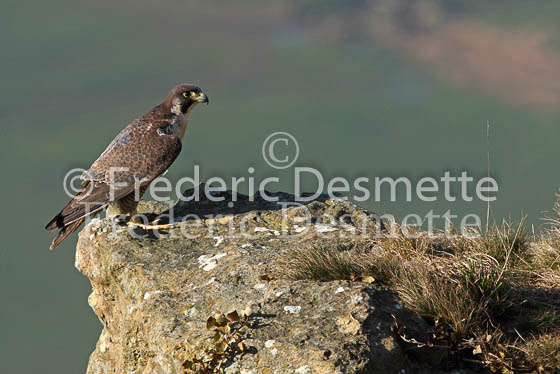 Peregrine 1 (Falco perigrinus)