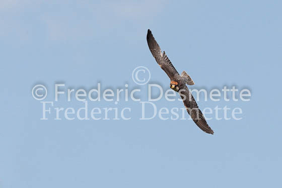 Laner falcon 1 (Falco biarmicus)
