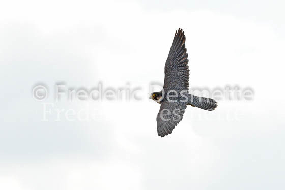 Peregrine 7 (Falco peregrinus)
