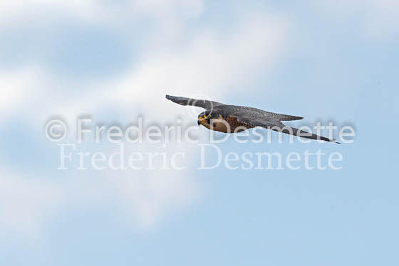 Peregrine 5 (Falco peregrinus)