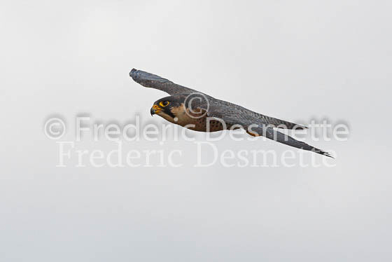 Peregrine 6 (Falco peregrinus)