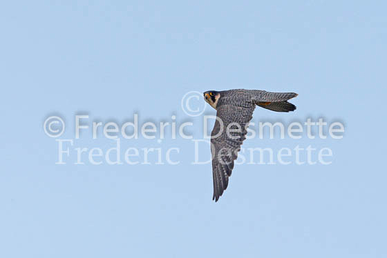 Peregrine 3 (Falco peregrinus)