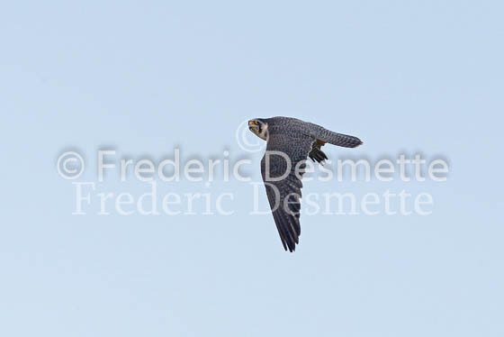 Peregrine 2 (Falco peregrinus)