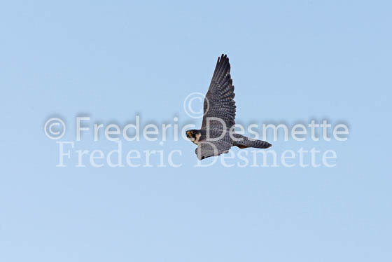Peregrine 4 (Falco peregrinus)