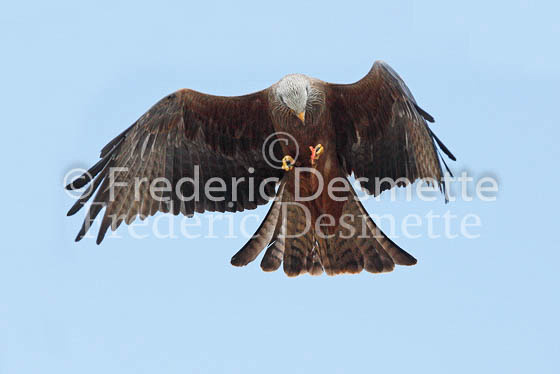 Black kite 5 (Milvus migrans)