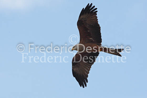 Black kite 1 (Milvus migrans)
