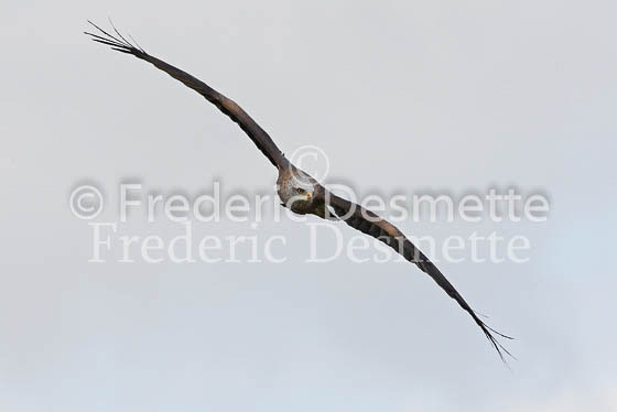 Black kite 3 (Milvus migrans)