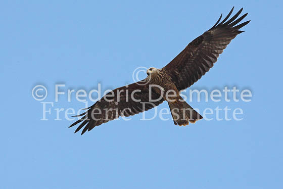 Black kite 4 (Milvus migrans)