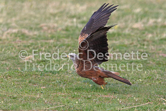 Black kite 8 (Milvus migrans)