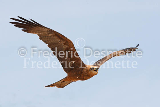 Black kite 10 (Milvus migrans)