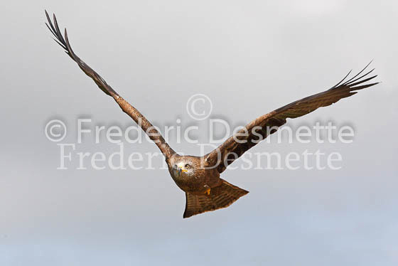 Black kite 16 (Milvus migrans)