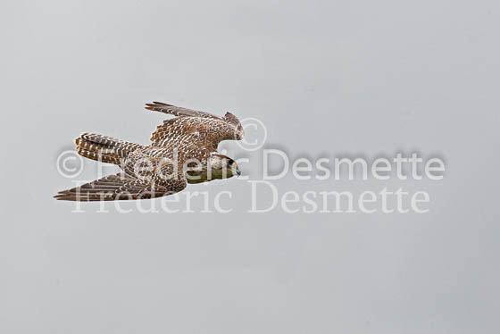 Gyrfalcon 4 (Falco rusticolus)
