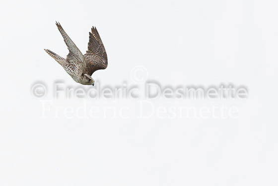 Gyrfalcon 18 (Falco rusticolus)