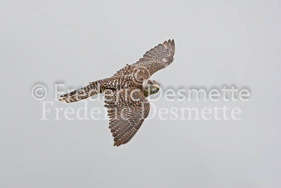 Gyrfalcon 5 (Falco rusticolus)