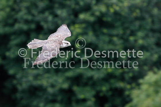 Gyrfalcon 15 (Falco rusticolus)