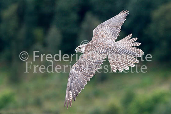 Gyrfalcon 17 (Falco rusticolus)