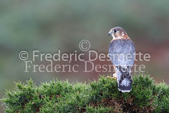 Merlin 16 (Falco columbarius)