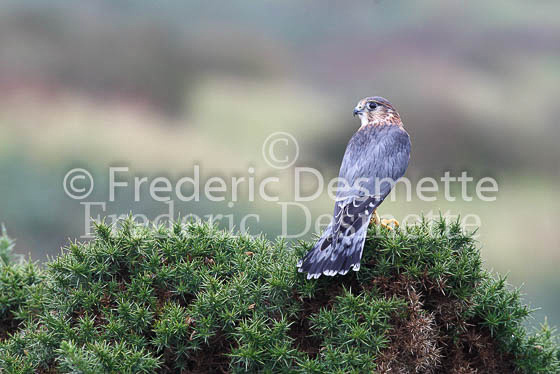 Merlin 17 (Falco columbarius)