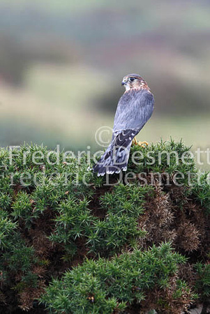 Merlin 14 (Falco columbarius)
