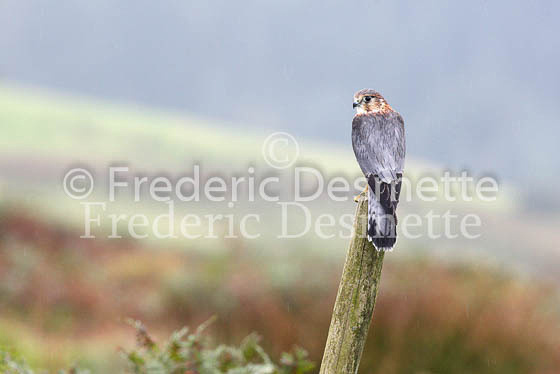 Merlin 8 (Falco columbarius)