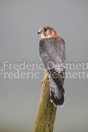 Merlin 9 (Falco columbarius)