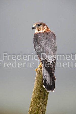 Merlin 11 (Falco columbarius)