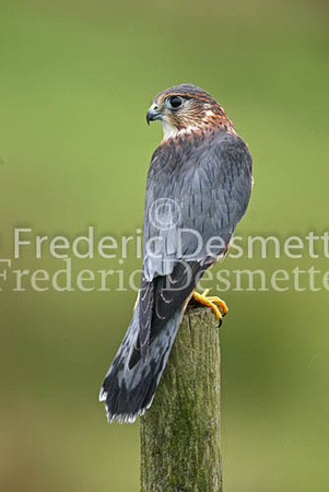 Merlin 13 (Falco columbarius)