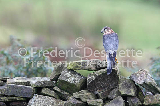 Merlin 7 (Falco columbarius)