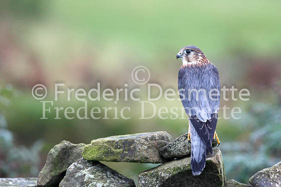 Merlin 2 (Falco columbarius)