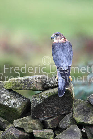 Merlin 4 (Falco columbarius)
