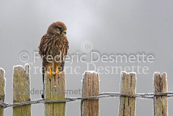 Kestrel 27 (Falco Tinnunculus)
