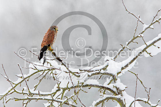 Kestrel 33 (Falco tinunculus)