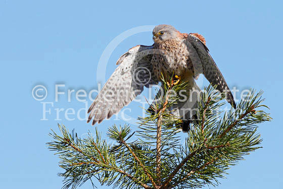Kestrel 45 (Falco tinnunculus)