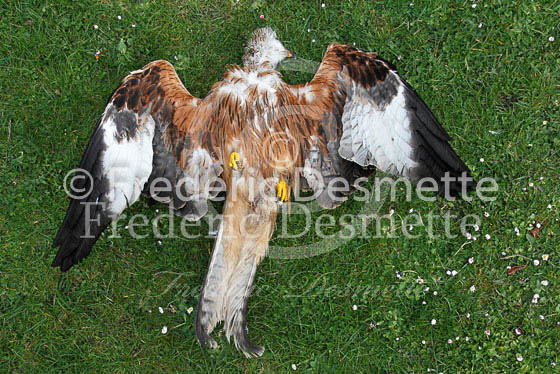 Red kite 92 (Milvus milvus)