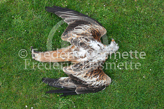 Red kite 93 (Milvus milvus)