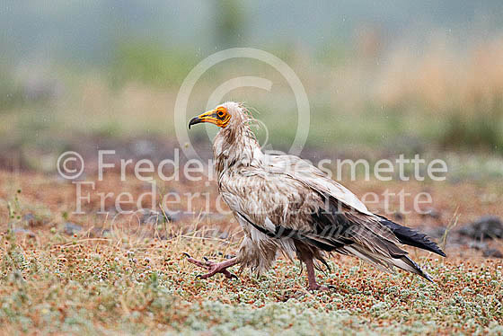 Egyptian vulture 23 (Neophron percnopterus)