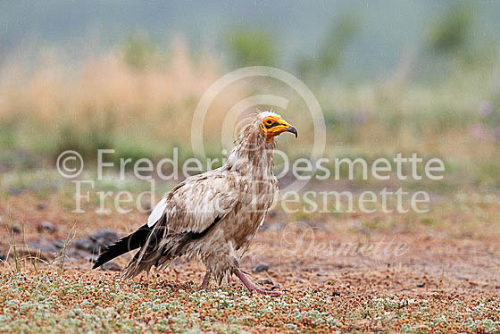 Egyptian vulture 22 (Neophron percnopterus)