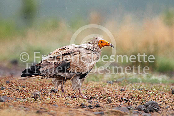 Egyptian vulture 21 (Neophron percnopterus)