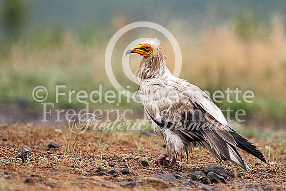 Egyptian vulture 20 (Neophron percnopterus)