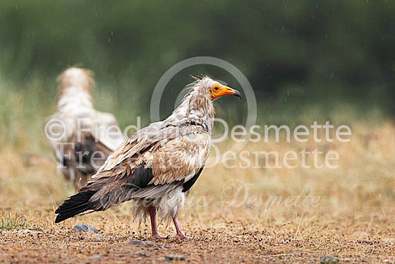 Egyptian vulture 24 (Neophron percnopterus)