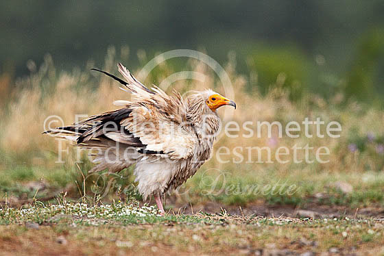 Egyptian vulture 18 (Neophron percnopterus)
