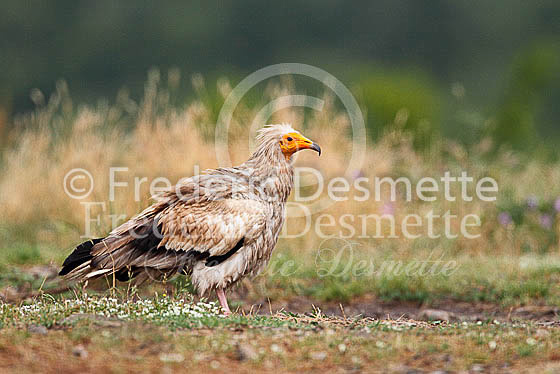 Egyptian vulture 13 (Neophron percnopterus)