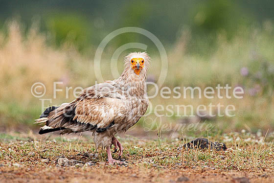 Egyptian vulture 12 (Neophron percnopterus)