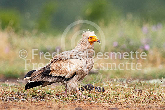 Egyptian vulture 11 (Neophron percnopterus)